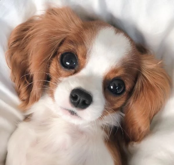 cavalier king  | Foto 0