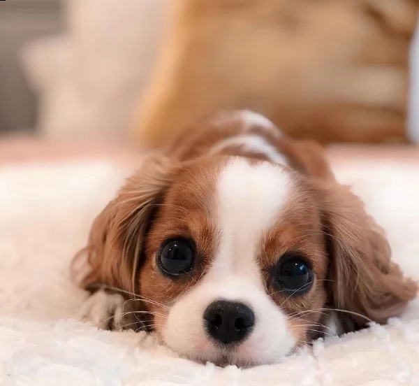 cavalier king 