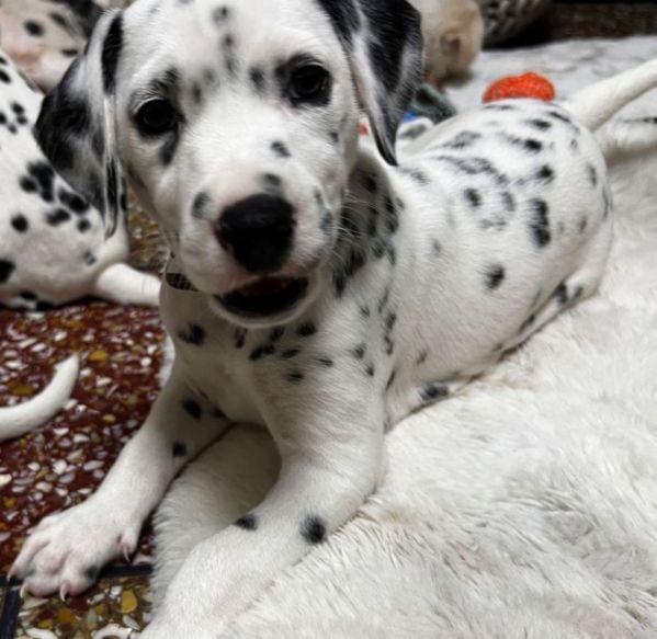 Scarica Illustrazione Di Un Cucciolo Di Dalmata Allegro Pagine Da Colorare 6waiqzz8z