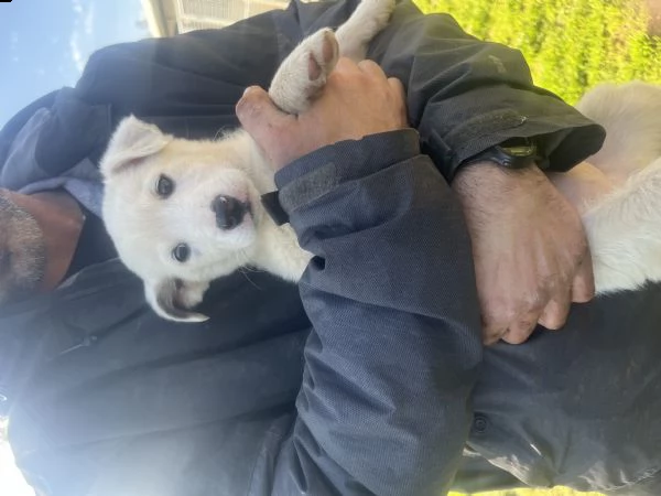 regalo cucciola di due mesi, solo amanti animali  | Foto 2