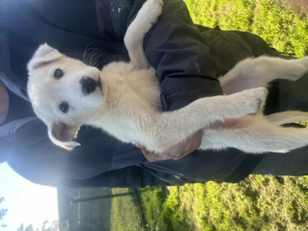 regalo cucciola di due mesi, solo amanti animali  | Foto 1