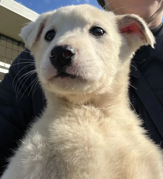 regalo cucciola di due mesi, solo amanti animali 