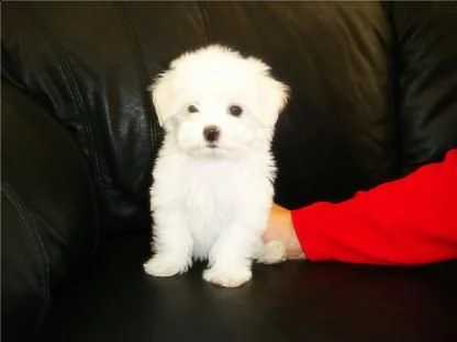   regalo cuccioli di maltese taglia piccola   disponibili bellissimi cuccioli di maltese taglia picc