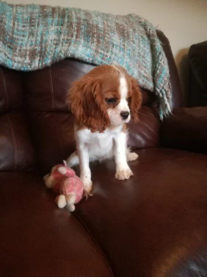 regalo cavalier king charles spanielfemminucce e da maschietti   disponibili in allevamento delle b