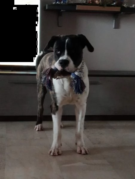 regaliamo incrocio dogo argentino/cane corso