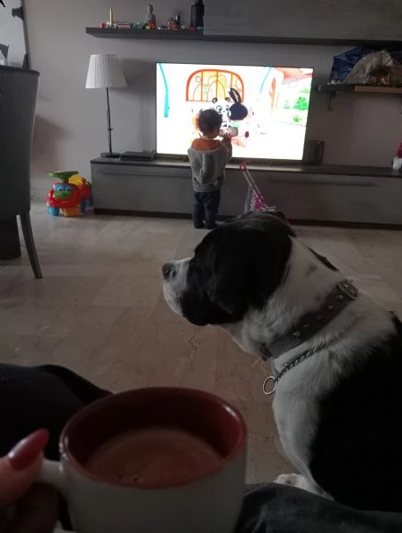 regaliamo incrocio dogo argentino/cane corso | Foto 0
