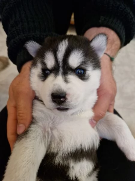 vendo spediti  cuccioli  di husky rossi  e neri