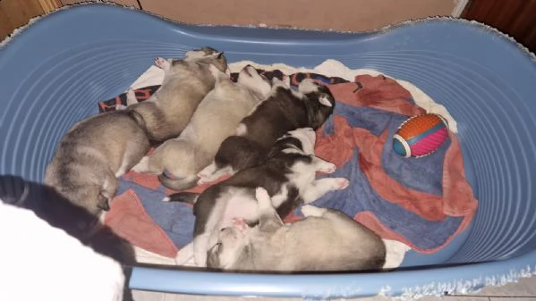 vendo spediti  cuccioli  di husky rossi  e neri | Foto 1