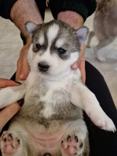 vendo spediti  cuccioli  di husky rossi  e neri | Foto 0