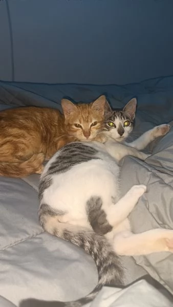regalo due bellissime gattine  | Foto 6