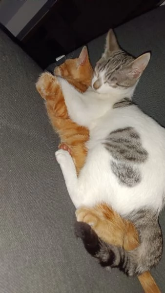 regalo due bellissime gattine  | Foto 5