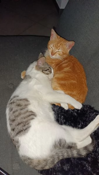 regalo due bellissime gattine  | Foto 4