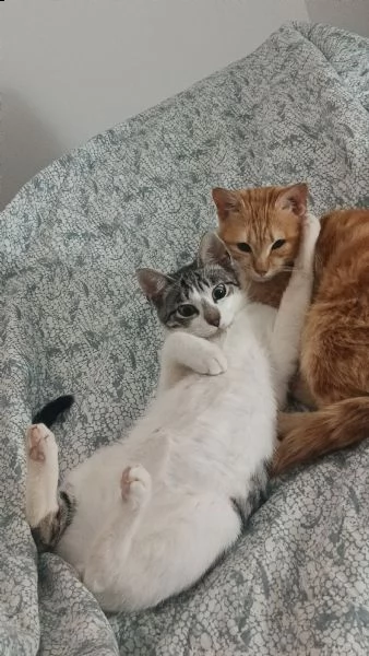 regalo due bellissime gattine  | Foto 3
