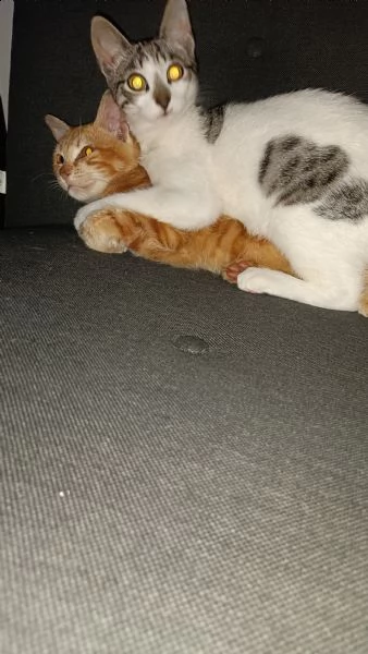 regalo due bellissime gattine  | Foto 2