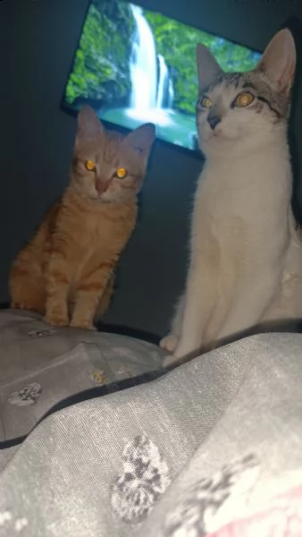 regalo due bellissime gattine 