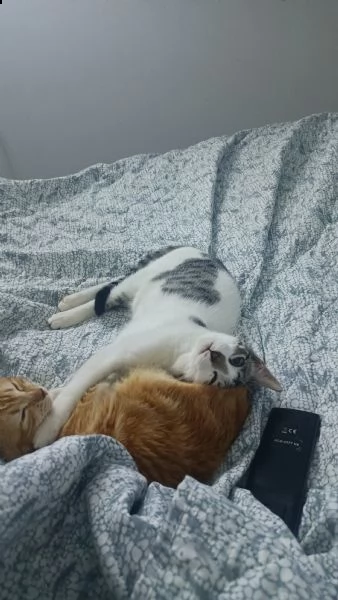 regalo due bellissime gattine  | Foto 1