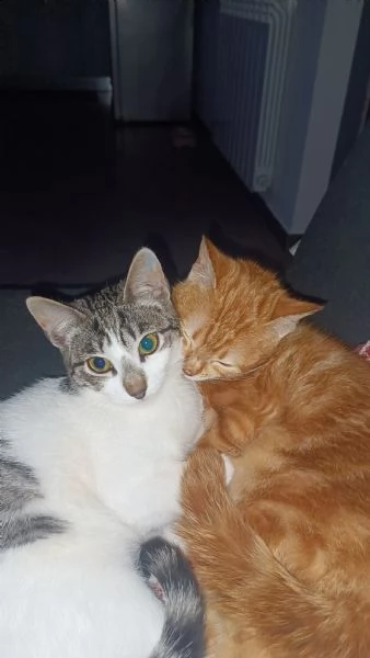regalo due bellissime gattine  | Foto 0