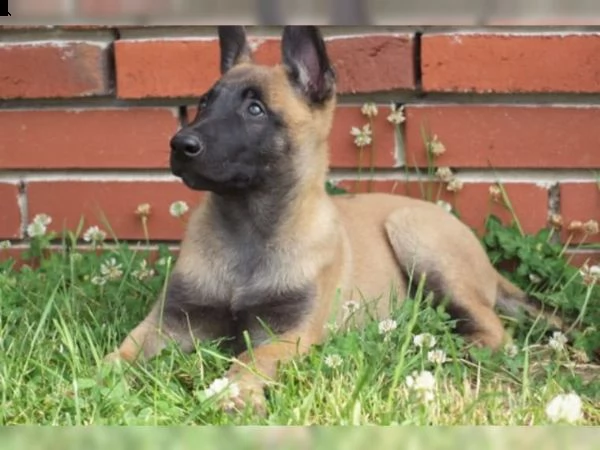 cuccioli di pastore belga malinois