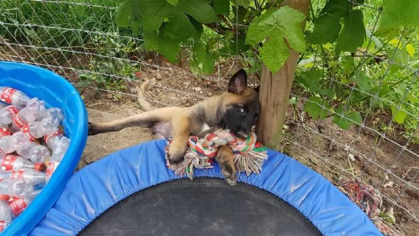 cuccioli di pastore belga malinois | Foto 0