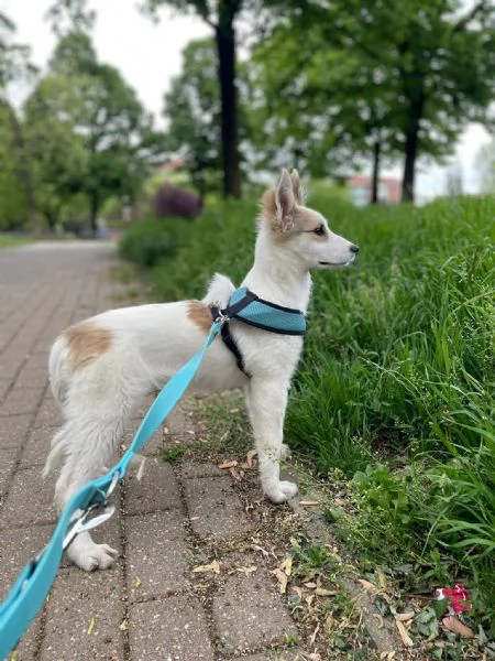 cucciola femmina di 4 mesi  | Foto 2