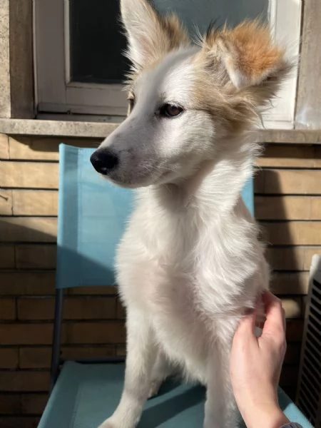 cucciola femmina di 4 mesi  | Foto 0