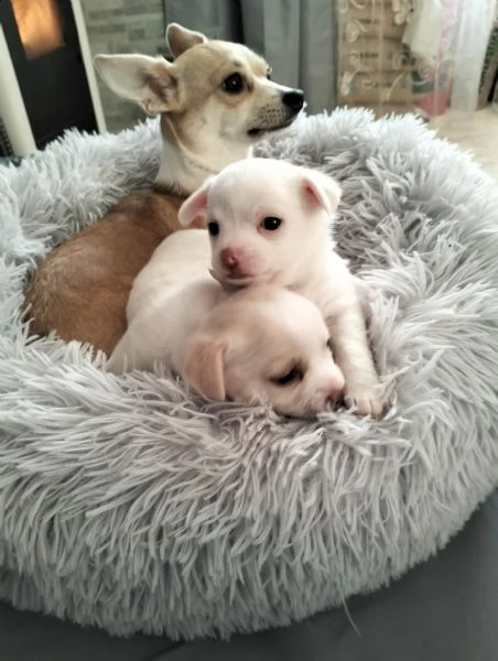 cuccioli chihuahua misto pincher 