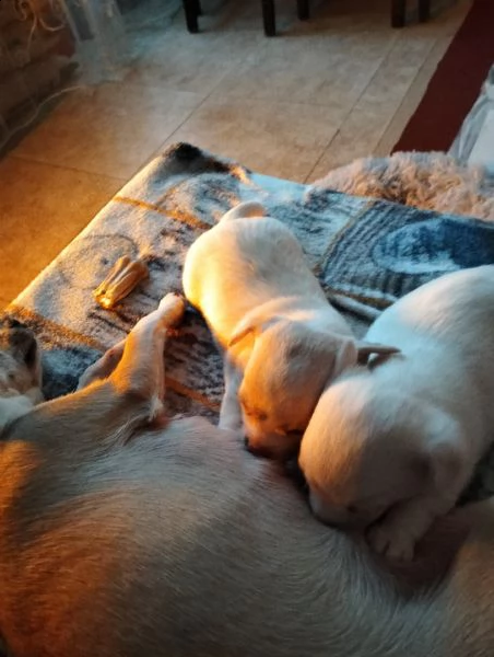 cuccioli chihuahua misto pincher  | Foto 1