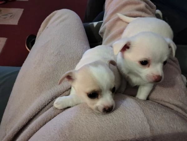 cuccioli chihuahua misto pincher  | Foto 0