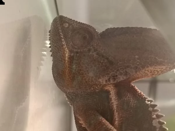 camaleonte calyptratus | Foto 3