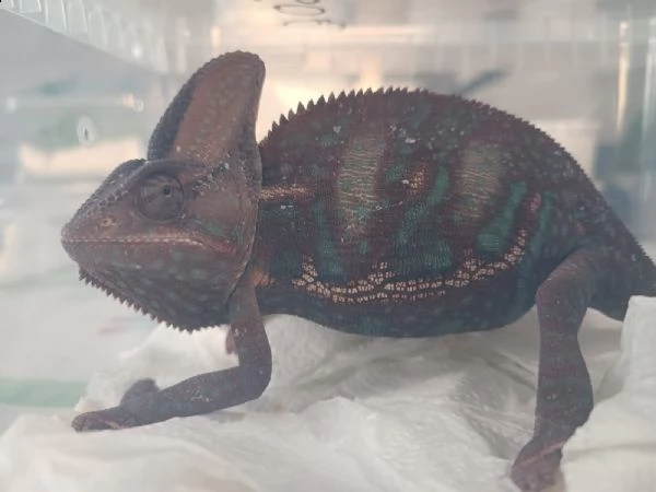 camaleonte calyptratus | Foto 1