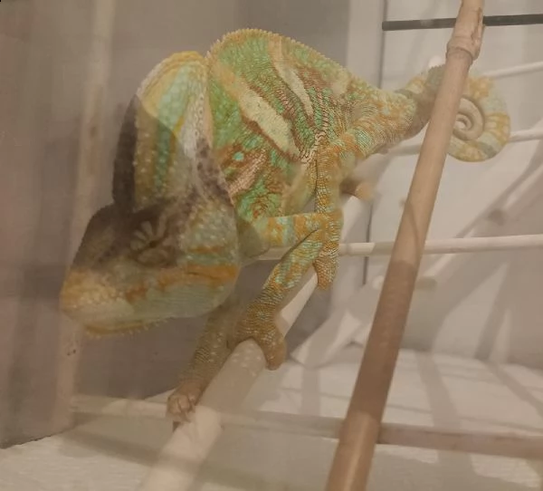 camaleonte calyptratus | Foto 0