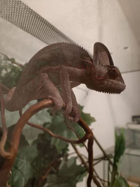camaleonte calyptratus