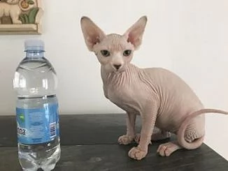 regalo gattini sphynx disponibile   gattini sphynx maschio e femmina in adozione a loro piace stare 