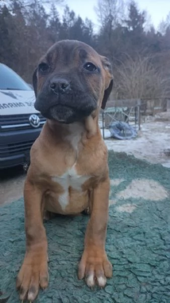 cane corso con  pedigree