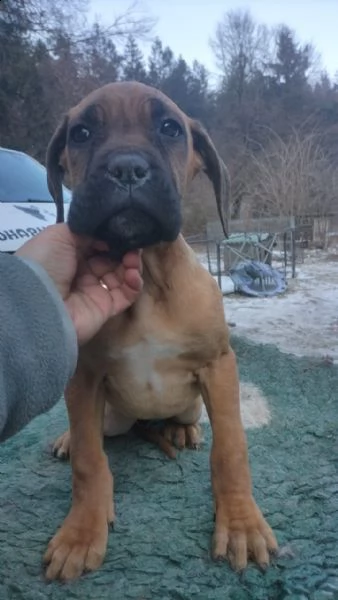cane corso con  pedigree | Foto 4