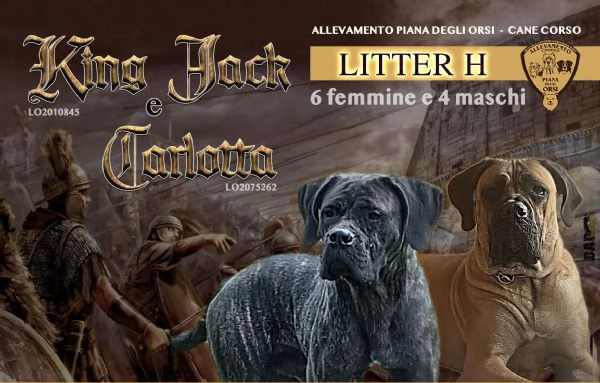 cane corso con  pedigree | Foto 3