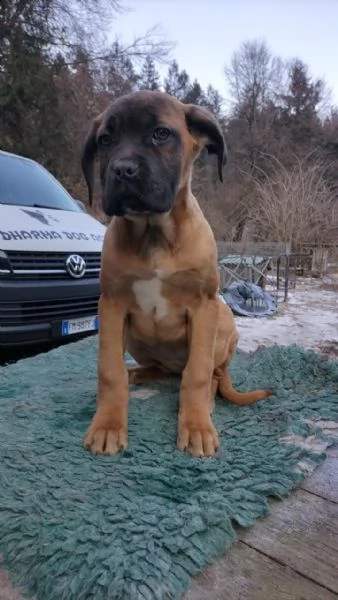 cane corso con  pedigree | Foto 1