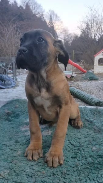 cane corso con  pedigree | Foto 0