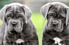 cerco cuccioli mastino napoletano con pedigree | Foto 1