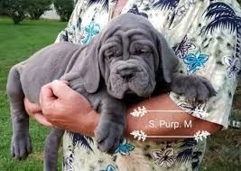 cerco cuccioli mastino napoletano con pedigree