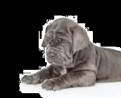 cerco cuccioli mastino napoletano con pedigree | Foto 0