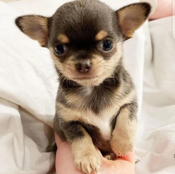 chihuahua  | Foto 0