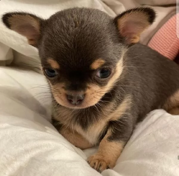 chihuahua 