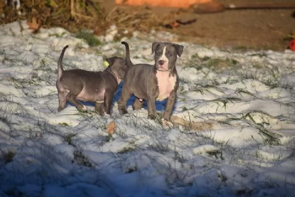 cuccioli pitbull alta genealogia