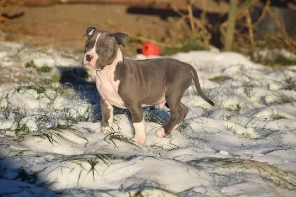 cuccioli pitbull alta genealogia | Foto 2