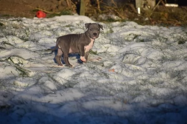 cuccioli pitbull alta genealogia | Foto 1