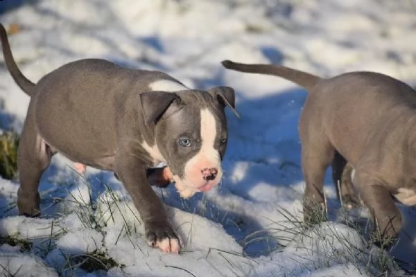 cuccioli pitbull alta genealogia | Foto 0