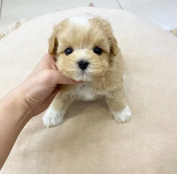 regalo maltipoo cuccioli meravigliosi  