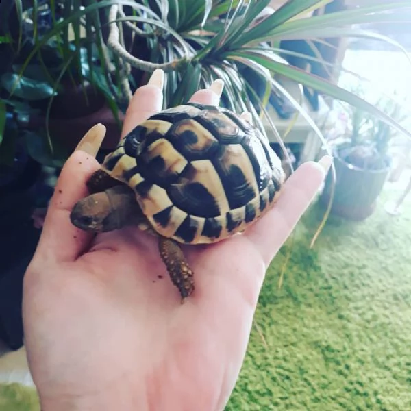 albino sulcata radiata aldabra galapagos  | Foto 0