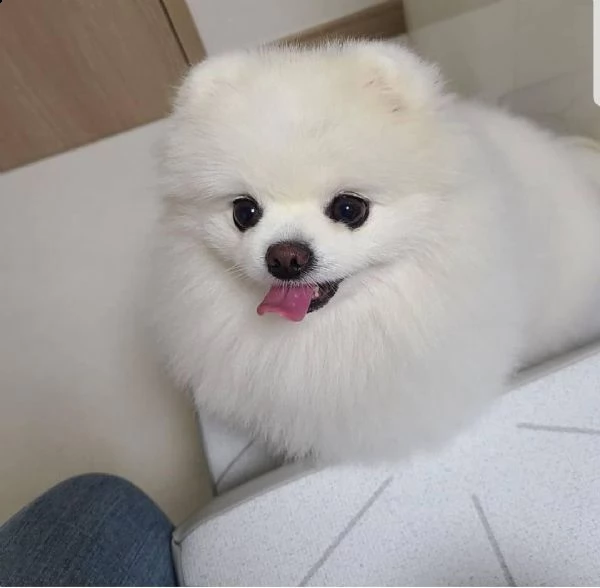 cuccioli di spitz pomerania mini toy  | Foto 2